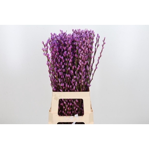 Salix Katjes Kl Bh Expression