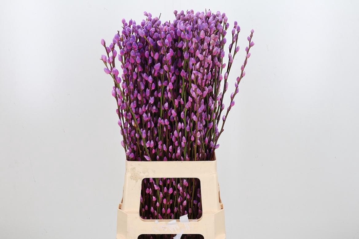 <h4>Salix Katjes Kl Bh Expression</h4>