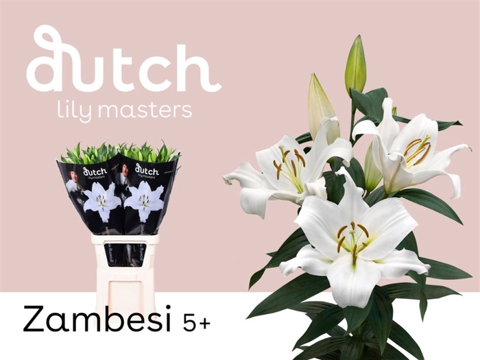 <h4>Li Ot Zambesi 5+</h4>
