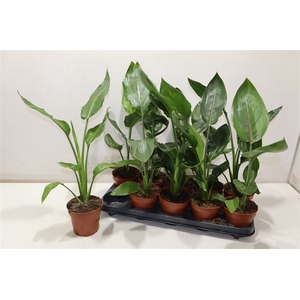 Strelitzia Reginae