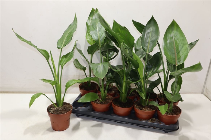 <h4>Strelitzia Reginae</h4>
