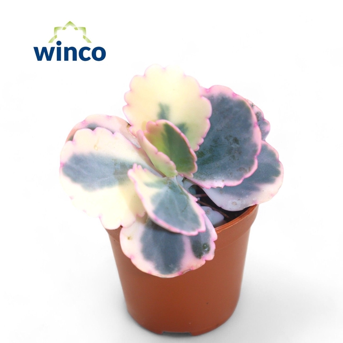 <h4>Kalanchoe Fedtschenkoi Variagata</h4>