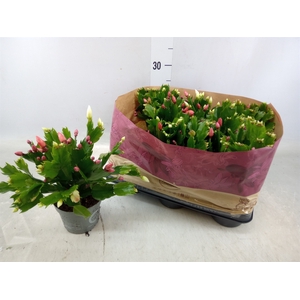 Schlumbergera   ...