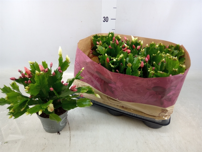 <h4>Schlumbergera   ...</h4>