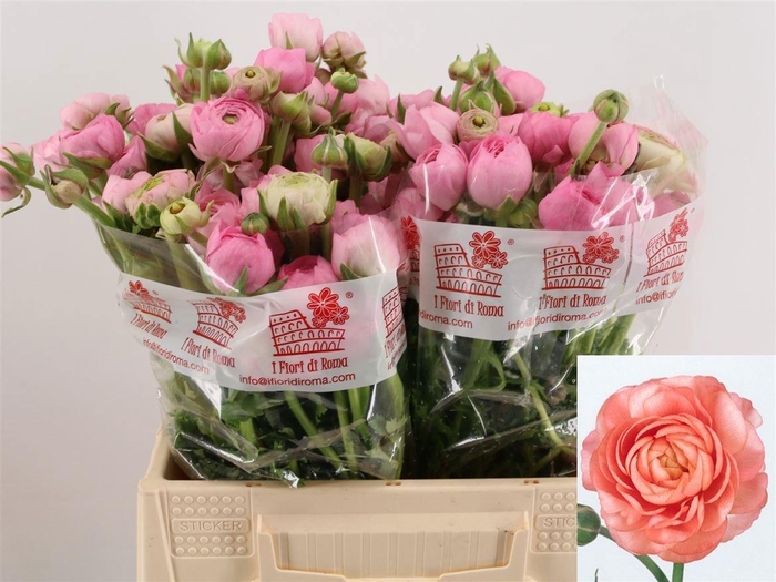 <h4>RAN EL PINK</h4>