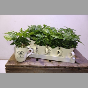 Coffea Arabica