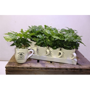 arr8 Coffea Arabica