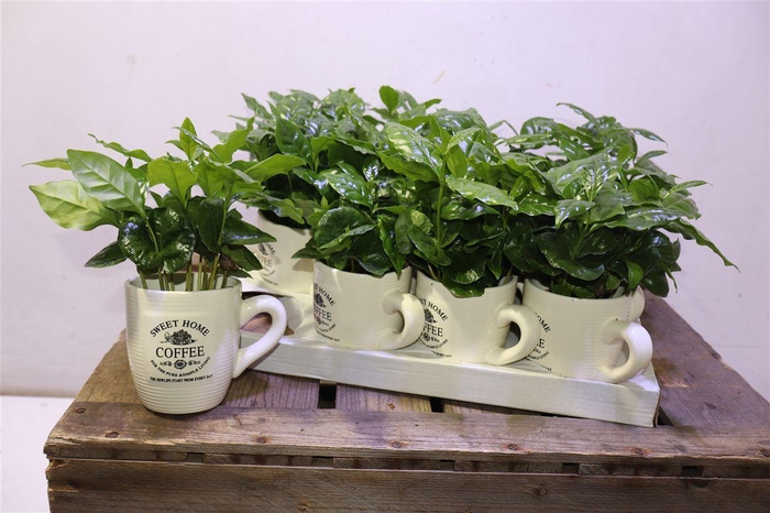 <h4>Coffea Arabica</h4>