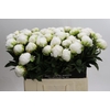 Paeonia Madame Claude Tain