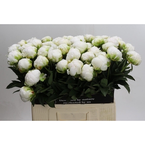 Paeonia Madame Claude Tain