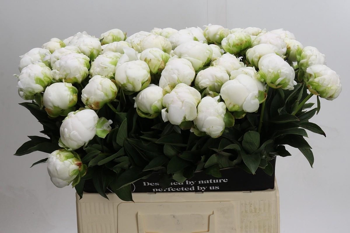 <h4>Paeonia Madame Claude Tain</h4>