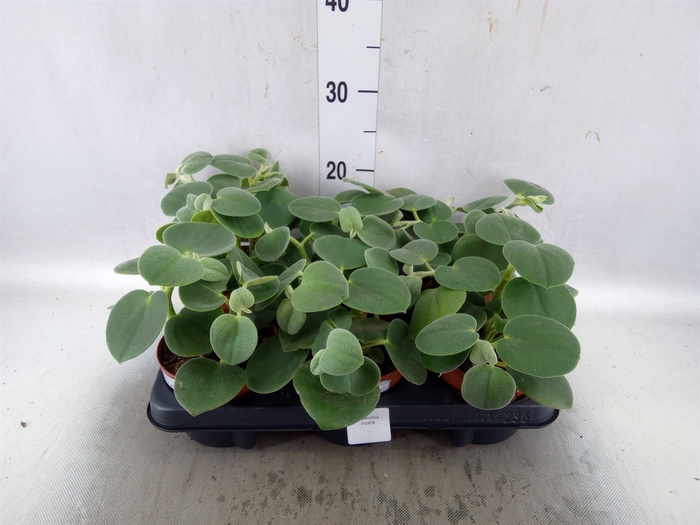 <h4>Peperomia</h4>