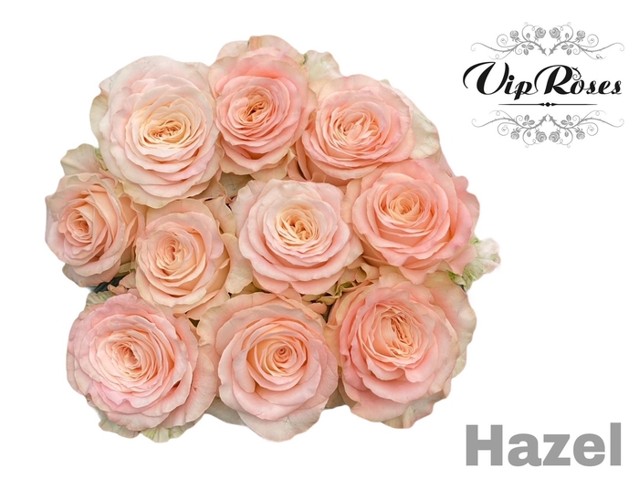 R GR HAZEL!