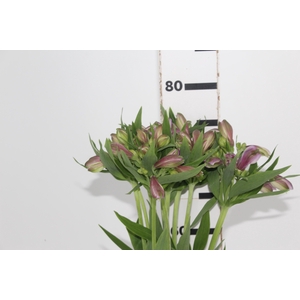 ALSTROEMERIA PLATINA 080 CM
