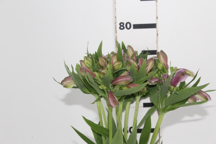 <h4>ALSTROEMERIA PLATINA 080 CM</h4>
