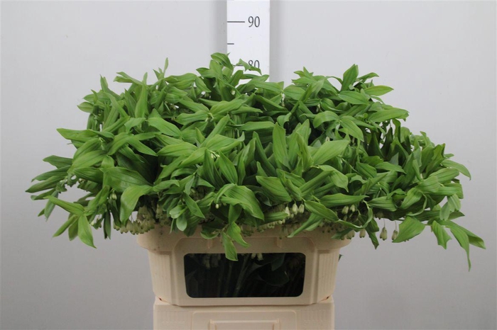 <h4>Polygonatum Multiflo</h4>