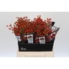 Rozenbottel Autumn Rosefruits