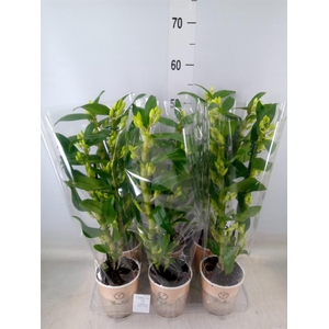 Dendrobium nob. 'StarCla Apollon'