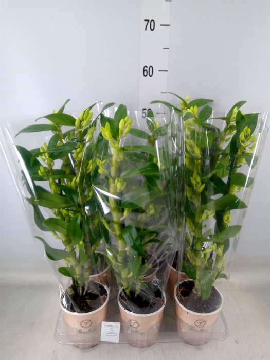 <h4>Dendrobium nob. 'StarCla Apollon'</h4>