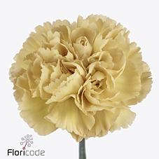 <h4>Dianthus st mustard</h4>