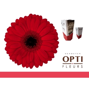 Gerbera Beauty Aquabox