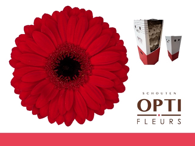 <h4>Gerbera Beauty Aquabox</h4>