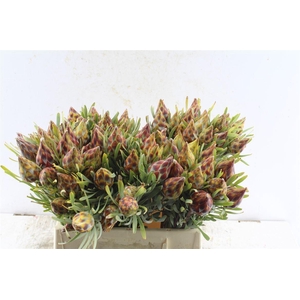 Kaaps Plumosum Spray