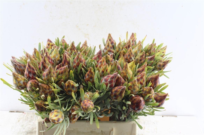 <h4>Kaaps Plumosum Spray</h4>