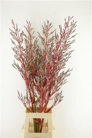 <h4>BROMELIA XL</h4>