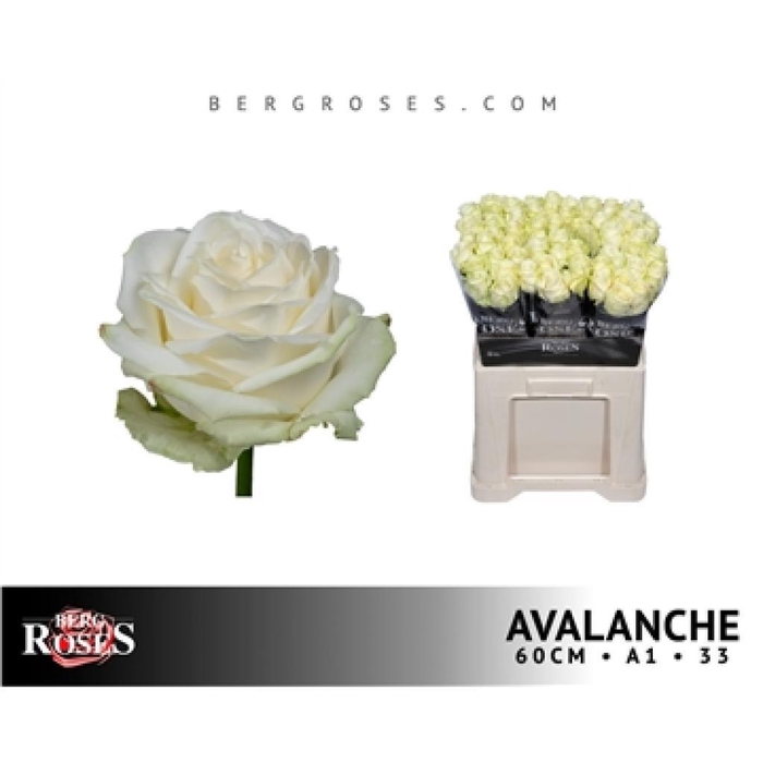 <h4>R GR AVALANCHE+</h4>