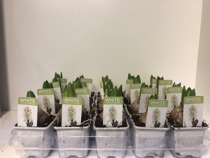 <h4>7 cm Hyacint White Pearl met etiket</h4>