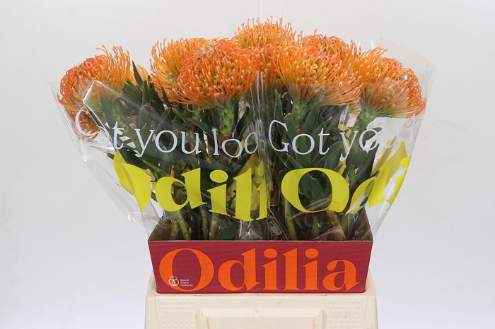 <h4>Nutans Ayoba Sun</h4>