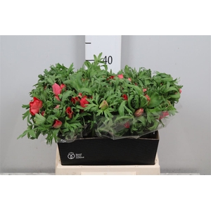 Anem Co Mar Red