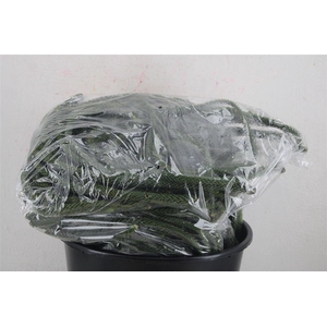 ARAUCARIA NATURE PER BAG