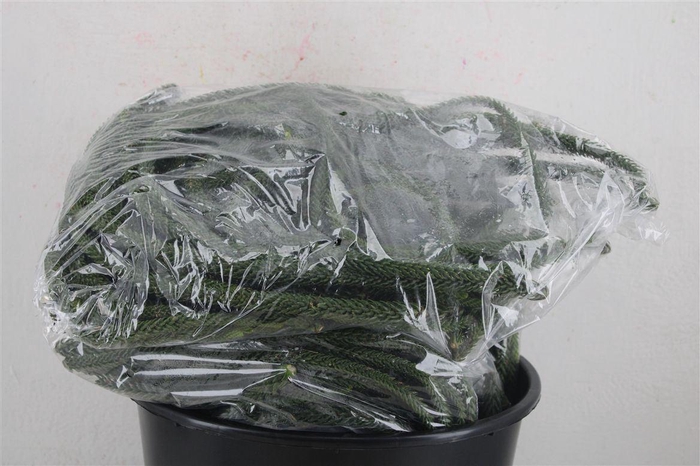 <h4>ARAUCARIA NATURE PER BAG</h4>