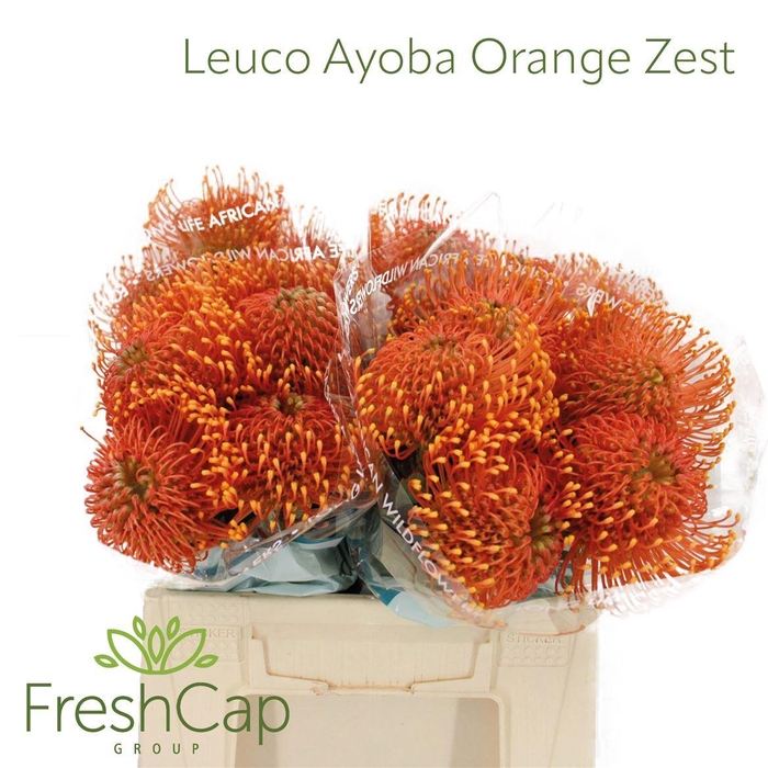 <h4>Leucospermum  'Ayoba Orange Zest'</h4>