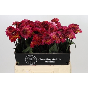 Dahlia Dancing Don