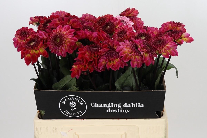 <h4>Dahlia Dancing Don</h4>