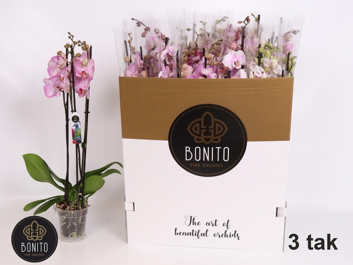 <h4>PHAL GEM 7 KL</h4>