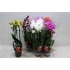 Phal El Cascade