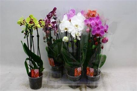 Phal El Cascade