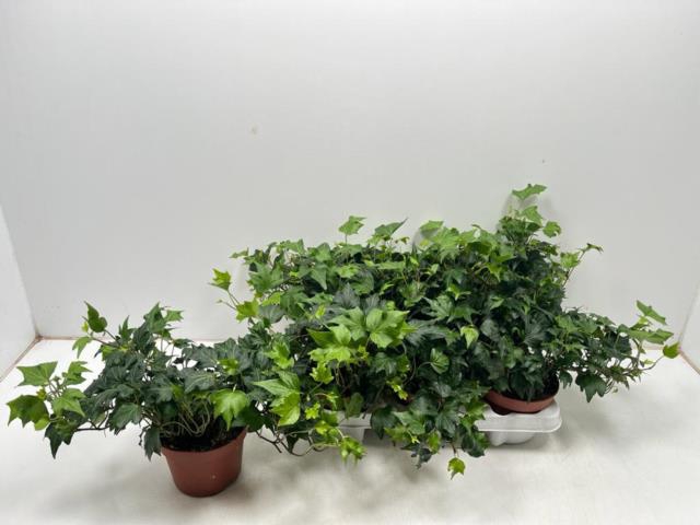 <h4>HED HE GREEN RIPPLE</h4>