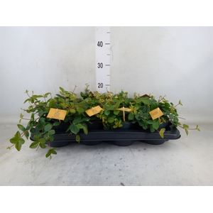 Peperomia  'Rocca Scuro'