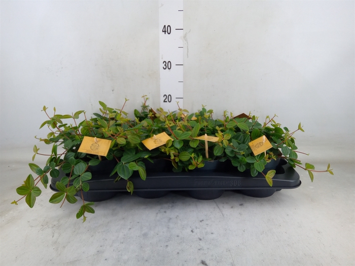 <h4>Peperomia  'Rocca Scuro'</h4>