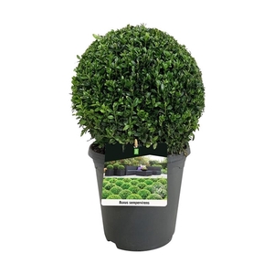 Buxus sempervirens