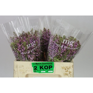 Syringa V Dark Koster