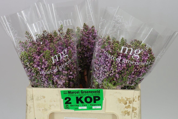 <h4>Syringa V Dark Koster</h4>