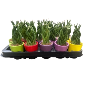 Sansev Cylindrica Ov cpot