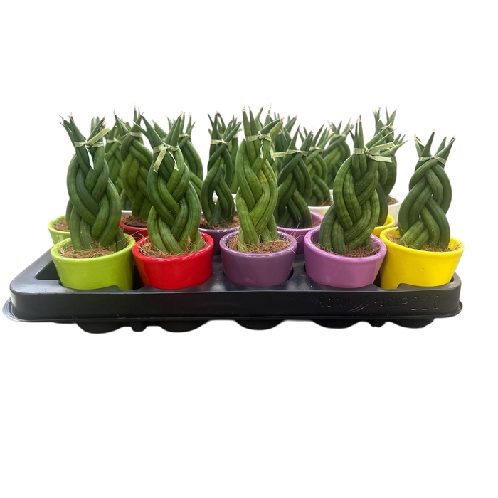 <h4>Sansev Cylindrica Ov cpot</h4>