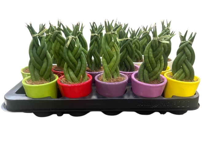 Sansev Cylindrica Ov cpot